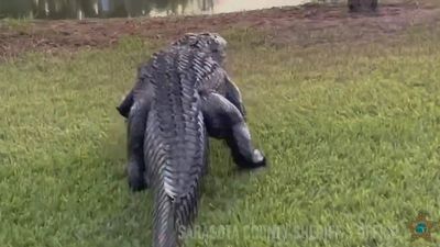 VIDEO: Keep Off The Grass: Early Morning Scare As Huge Alligator Prowls Florida Lawns