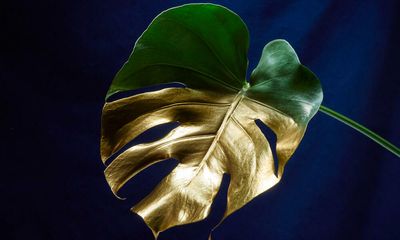 Pots of gold: the world’s most expensive house plants