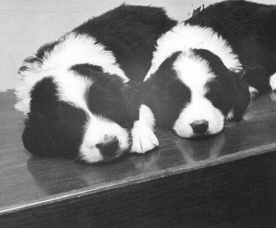 Let your dog go vegan — it could help their health and the planet