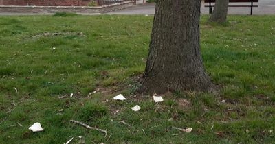 Council compared to 'communist China' over patrols to stop people feeding birds bread