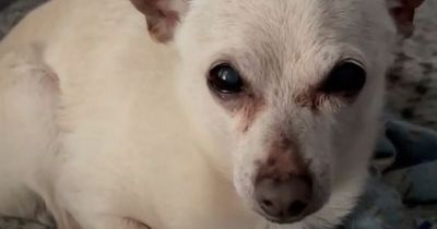 Owner of world's oldest dog reveals secrets of canine's long happy life