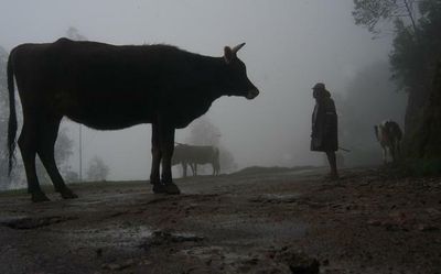 2 cattle smugglers killed in ambush on police vehicle in Assam