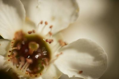 When food is your medicine – scientists seek further proof of the healing power of mānuka honey
