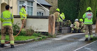 Young deer runs free after being prised from fence in West Bridgford by firefighters