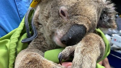 How a koala colony affected by chlamydia and at 'immediate risk of local extinction' was revived
