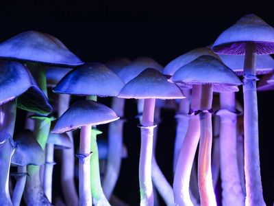 EXCLUSIVE: Catalysts To Watch For In The Psychedelic Space