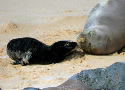 Birth of endangered Hawaiian monk seal caught on camera