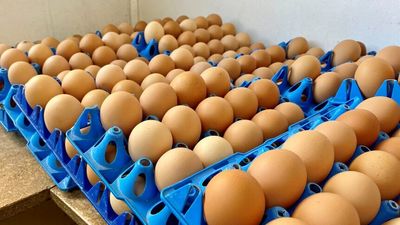 Price of eggs 'to rise' as input costs, reduced flocks, puts the squeeze on farmers after COVID