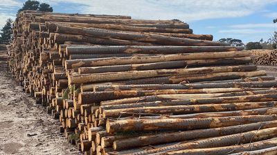 Forestry sector hopes pulp log trial will ease nation's growing structural timber deficit crisis