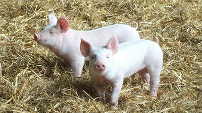 Japanese encephalitis detected in 30 NSW piggeries, pork supply set to plunge