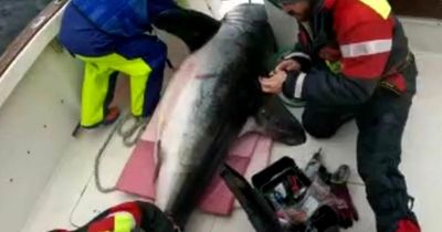 Largest ever shark caught off Irish coast is nine foot long and weighs 500lbs