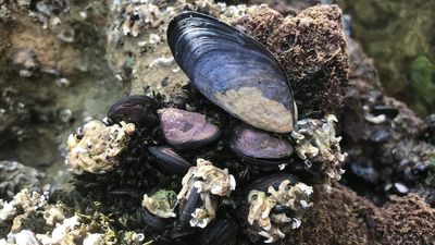 Microplastics found in mussels along South Australian beaches, study reveals