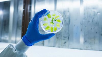 Smoking Hot: New Tech Uses Tobacco To Create Lab-Grown Meat
