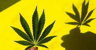 What is 4/20 - and why is it celebrated every year across the globe?
