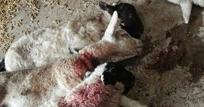 Vet shares heartbreaking images of lambs with broken necks after dog attack