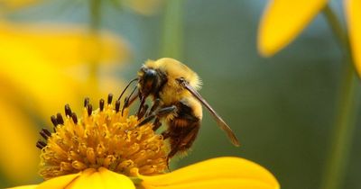 Glasgow weather as Met Office increases pollen risk amid rising temperatures