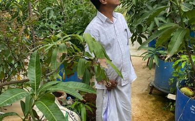 Kochi man grows 50 varieties of mangoes on his roof top