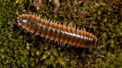 Million Seller Millipede: Scientist Fan Of Taylor Swift Names New Species Of Creepy-Crawly After Her