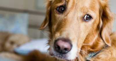 How to know your dog is feeling stressed - including tucked tail and staring