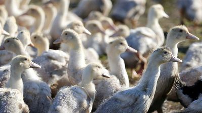Hundreds of geese slaughtered as bird flu grips France's Dordogne