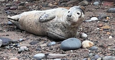 Beachgoer outraged after children throw stones at seal and woman grabs it by tail