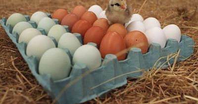 Shoppers warned of egg shortages in supermarkets amid 'mass exodus' of farmers
