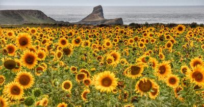 When is the best time to plant sunflower seeds and how long do they take to grow?