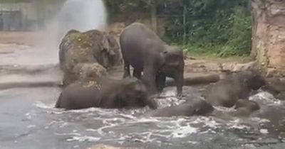 Heartwarming video of elephants enjoying bath together at Dublin Zoo