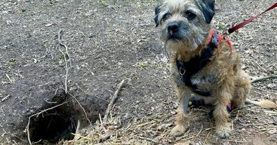 Dog who survived 12 days in badger hole is vet's most incredible story in 30 years