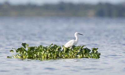 Protected areas don’t always benefit wildlife, global study finds