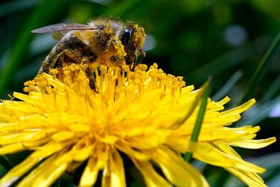 Climate change, big agriculture combine to threaten insects