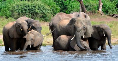 Anger from Botswana's ex-president as professional hunter kills country's biggest 'tusker' elephant