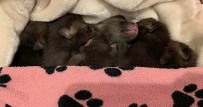 Adorable fox cubs left at 'brink of death' now thriving at Scots rescue centre