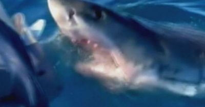 Moment huge great white shark tears chunks from boat as family scream on board