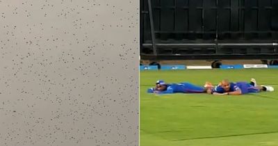 Bee swarm interrupts Mumbai Indians training session as IPL stars forced to take cover