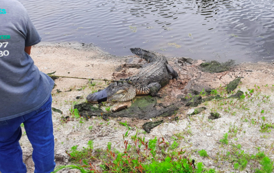 This 10-foot, 300-pound alligator had been living on a Florida golf course for a year