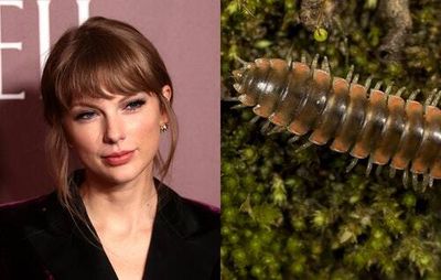 Taylor Swift is now a millipede