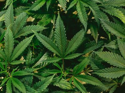 The AdvisorShares Pure US Cannabis ETF MSOS Reaches All-Time Low After CAOA Delay