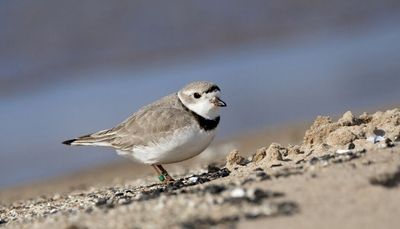 New piping plover spotted on Rainbow Beach