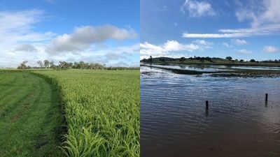 Northern Rivers growers say rice industry 'monopoly' obstructing their growth
