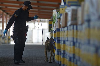 Hidden in bananas and tea, cocaine departs Ecuador port by the ton