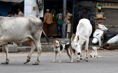 SUV driver caught on CCTV camera running over stray dog in Bengaluru