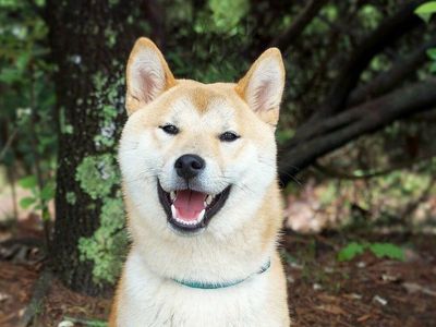 Dogecoin Foundation Receives Whopping 1M DOGE Tip On 4/20