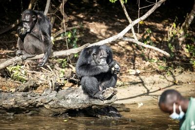 After life of trauma, Liberian lab chimps settle into retirement