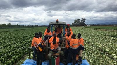 Pacific Australia Labour Mobility scheme helps fruit picker shortage, but farmers see room for improvement