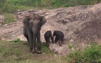Twin elephant calves born in Bandipur saved from drowning moments after birth