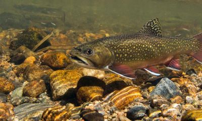 Trojan trout: could turning an invasive fish  into a ‘super-male’ save a native species?