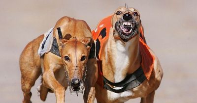 Greyhound racing ban call as dogs found drugged with cocaine