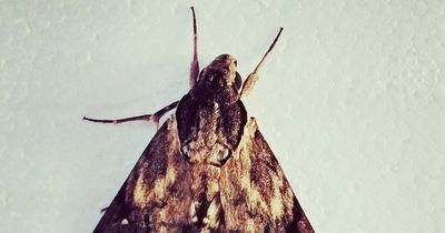 Moths swarming Irish homes and causing ‘significant damage’ with unusual eating habits