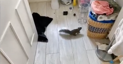 Edinburgh homeowner in stitches as squirrel clambers inside top bathroom window